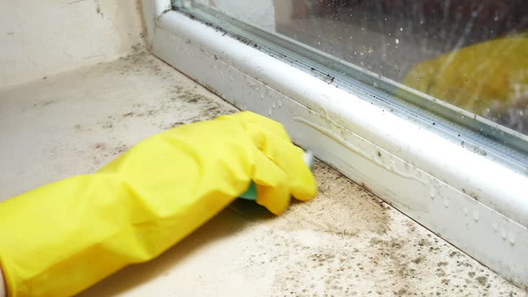 Why You Should Choose Our Mold Remediation Services in Ridgway, PA